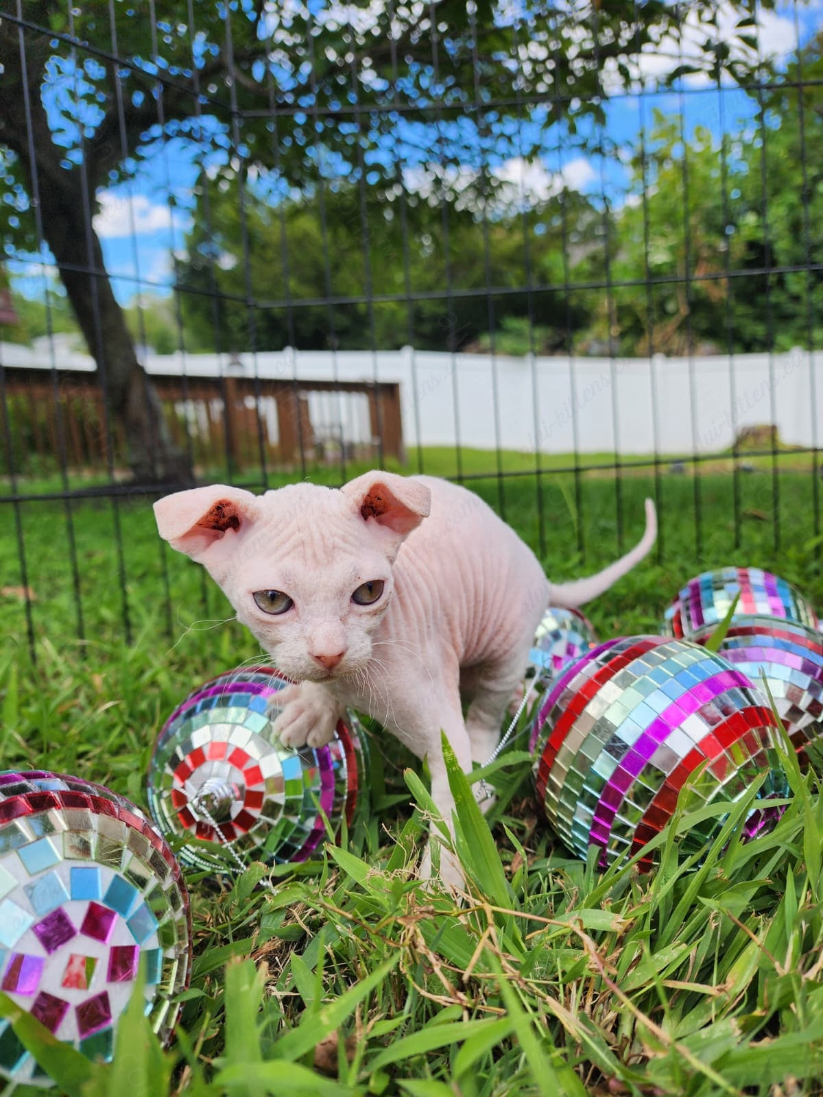 Canadian Sphynx "Csf-024" green-eyed * Available NOW in Warrington *
