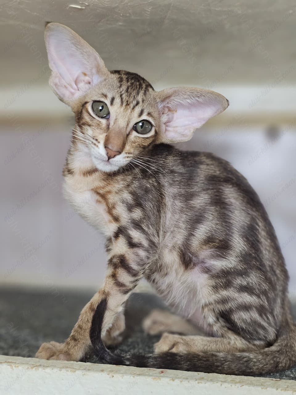 Oriental kitten name "X-Guy"