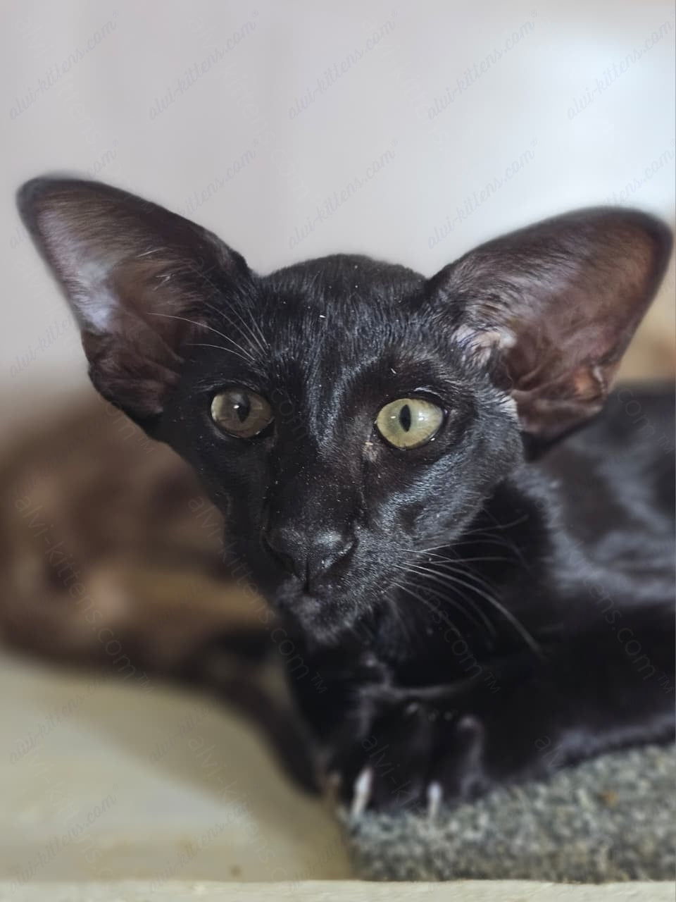 Oriental kitten name "Wolfcat"