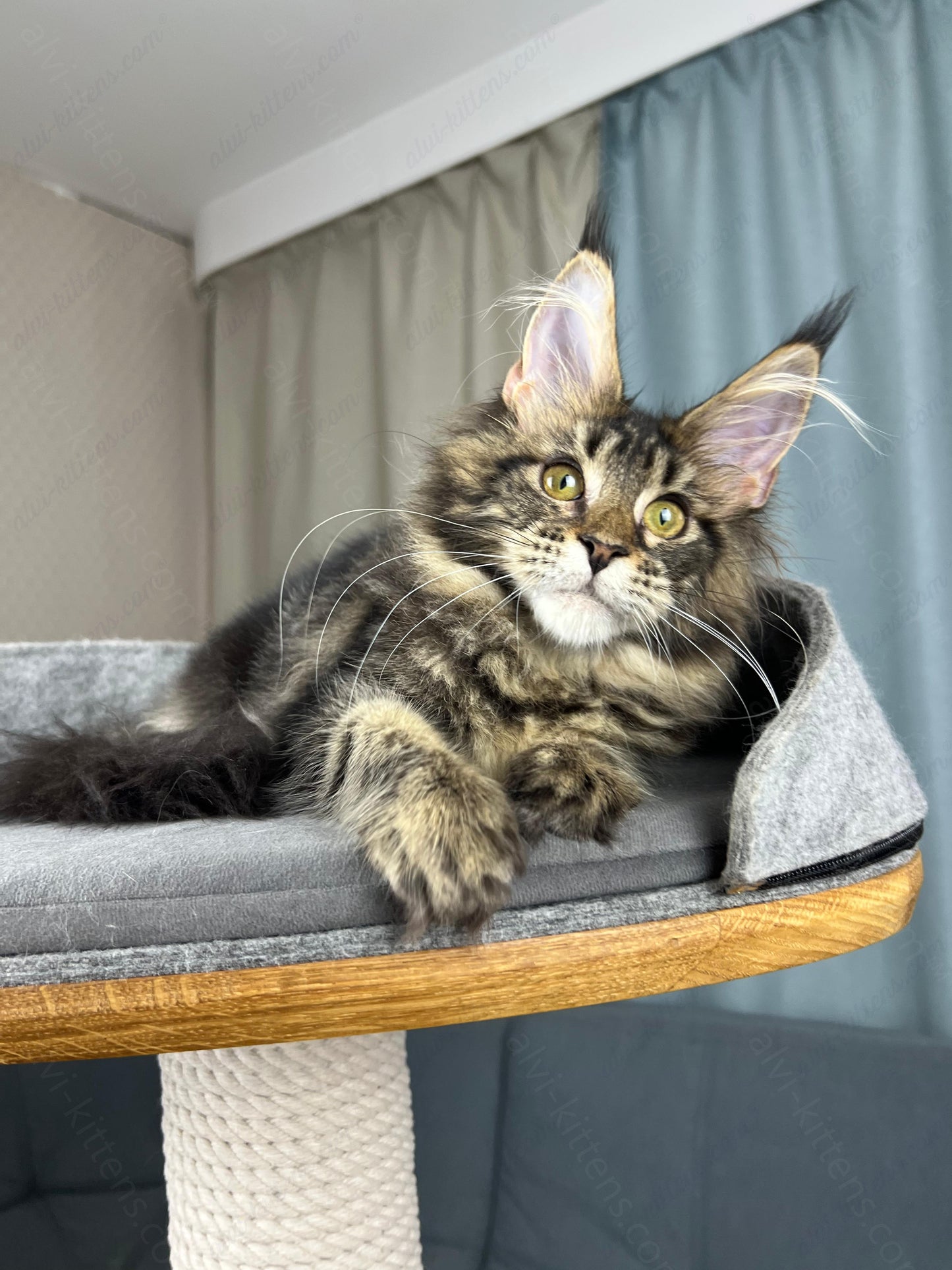 Maine Coon Kitten Name "Fiona"