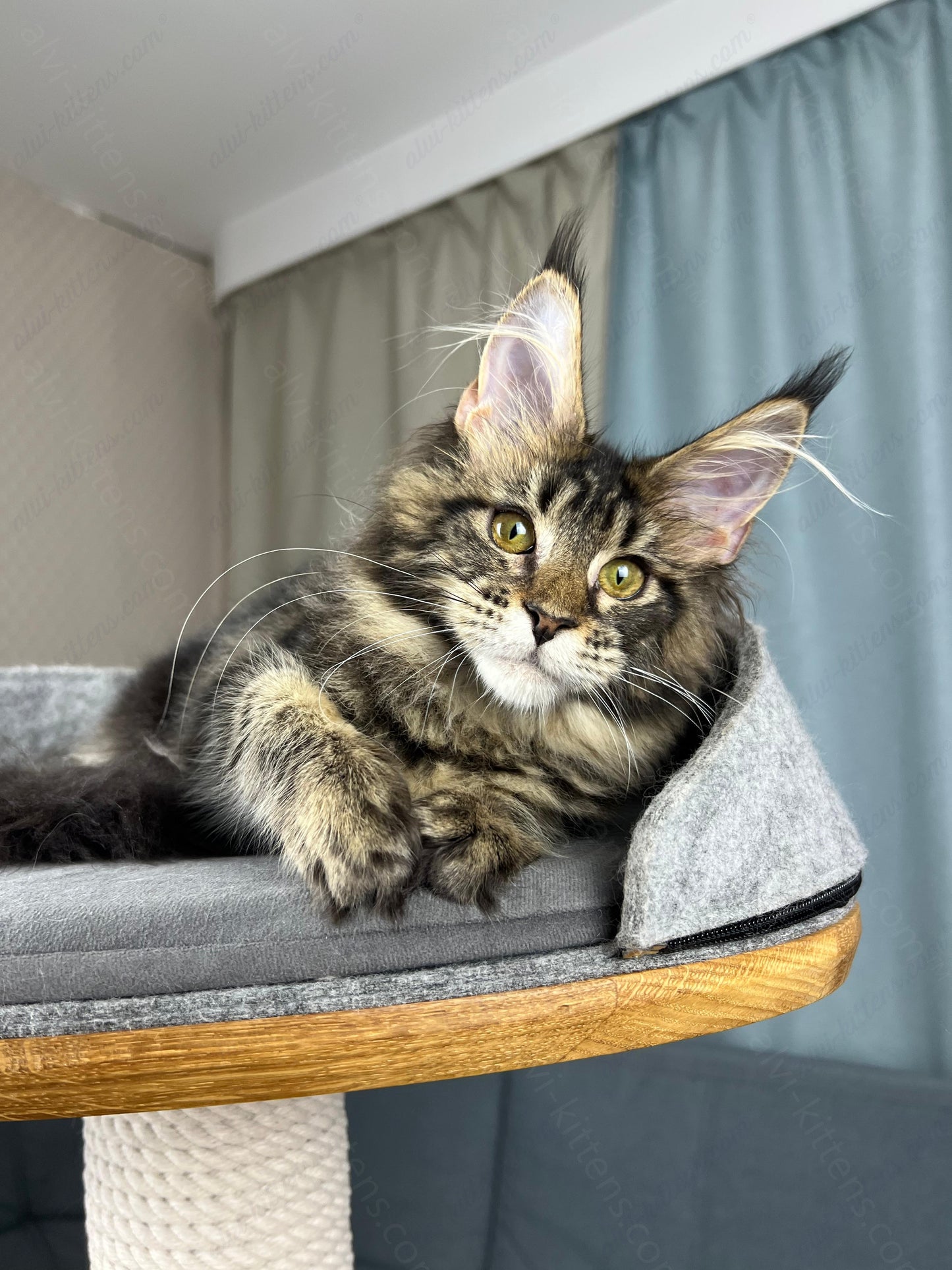 Maine Coon Kitten Name "Fiona"