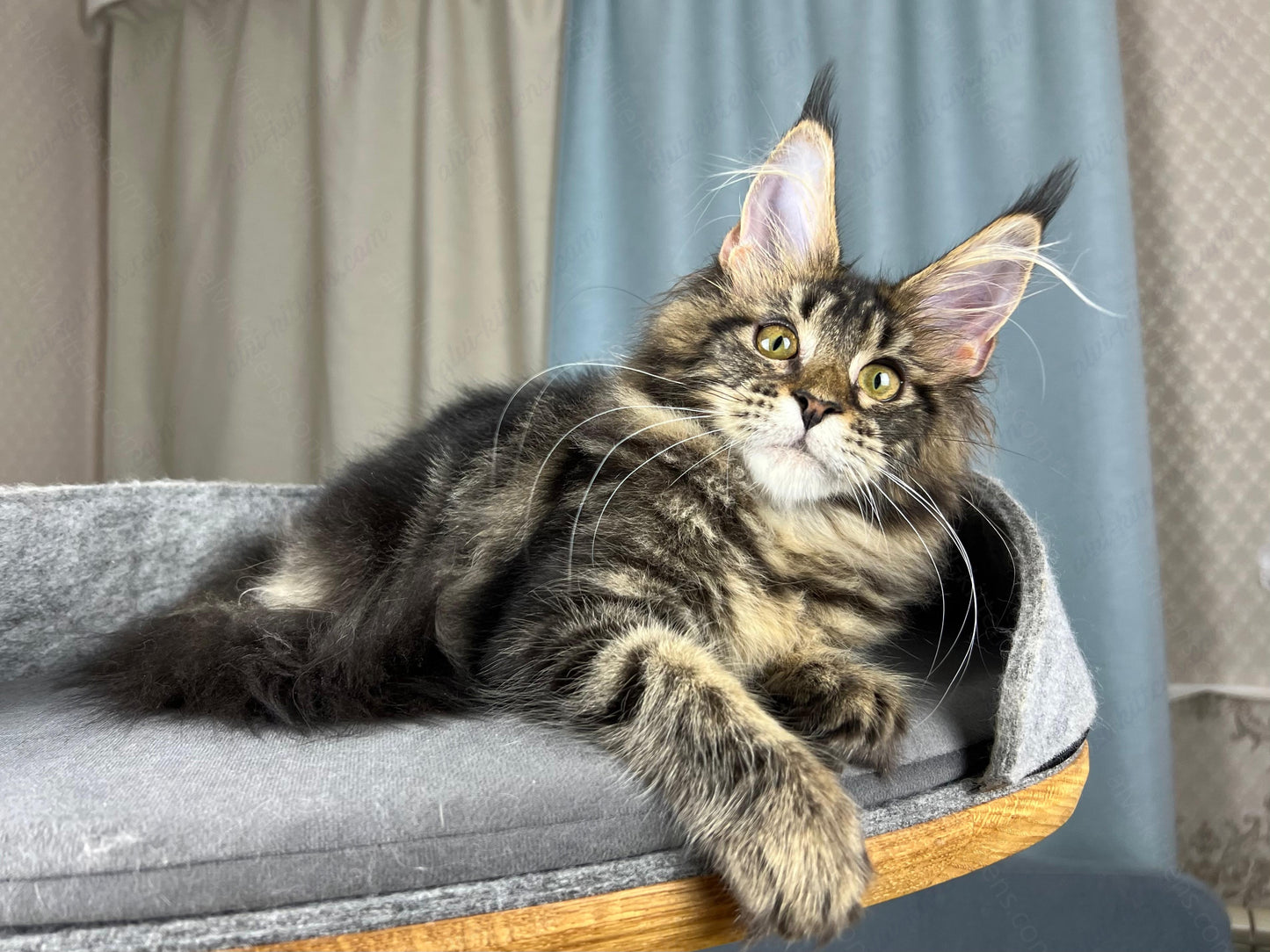 Maine Coon Kitten Name "Fiona"