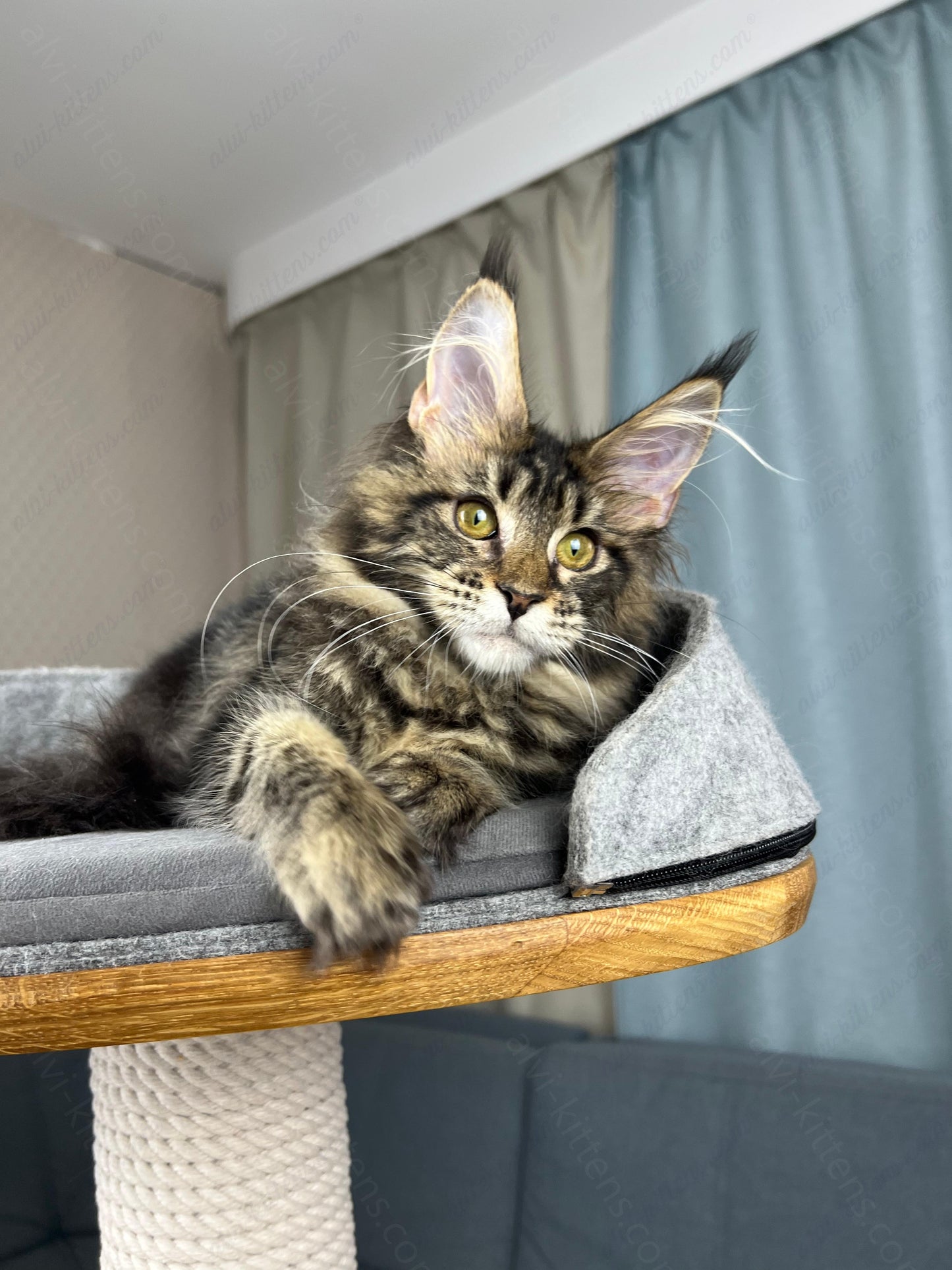 Maine Coon Kitten Name "Fiona"