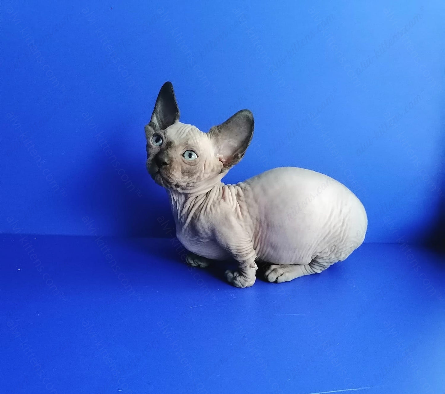 Bambino Kitten Name "Gricha"