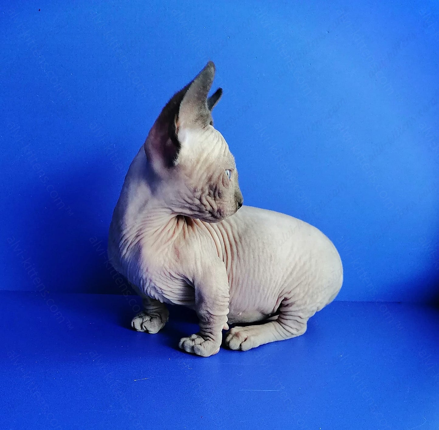 Bambino Kitten Name "Gricha"