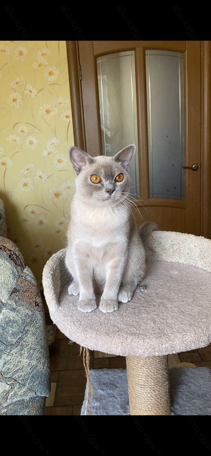 Burmese Kitten Name "Graf"