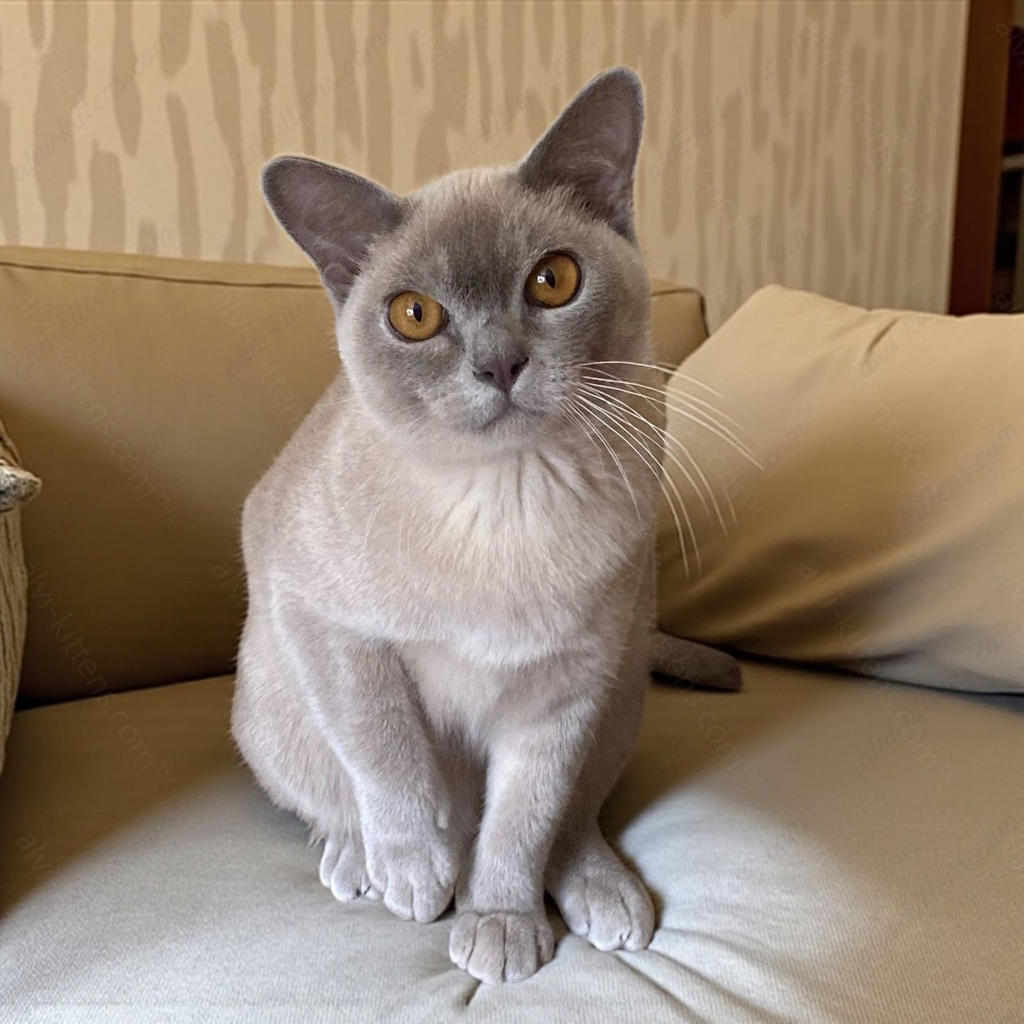 Burmese Kitten Name "Graf"