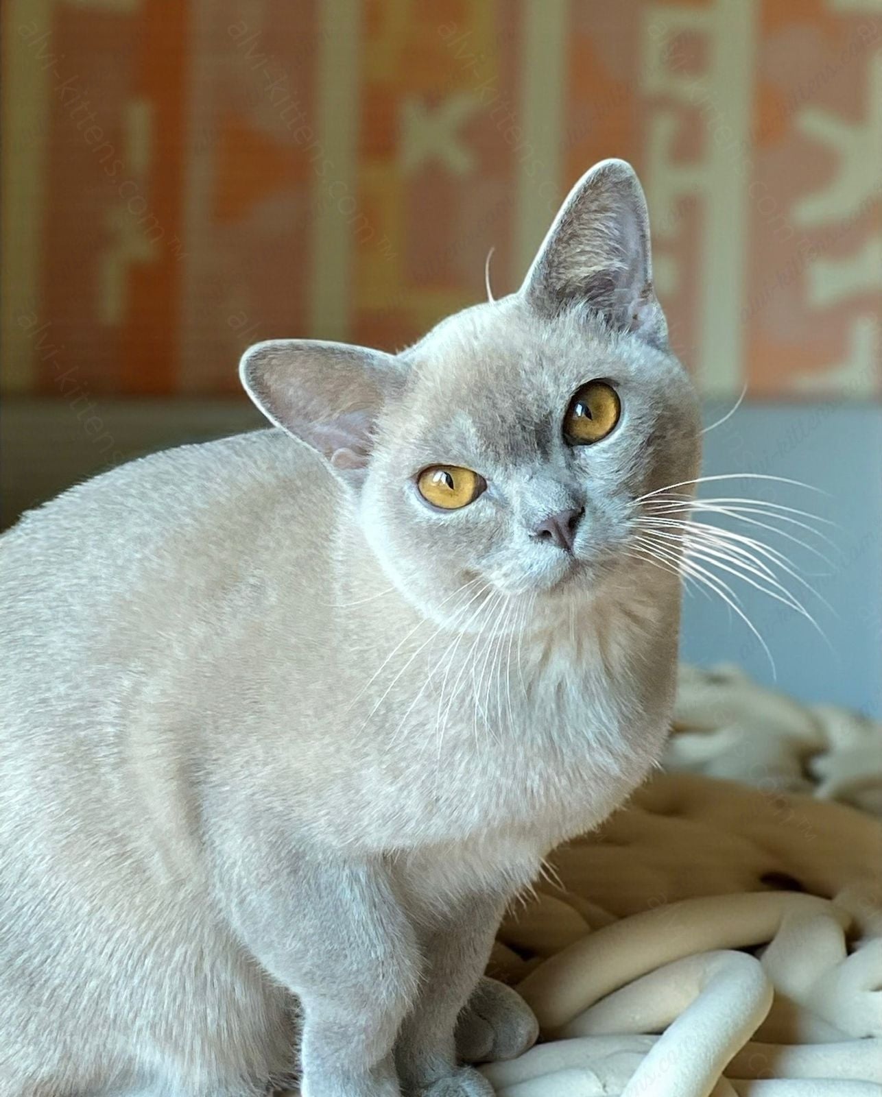 Burmese Kitten Name "Graf"