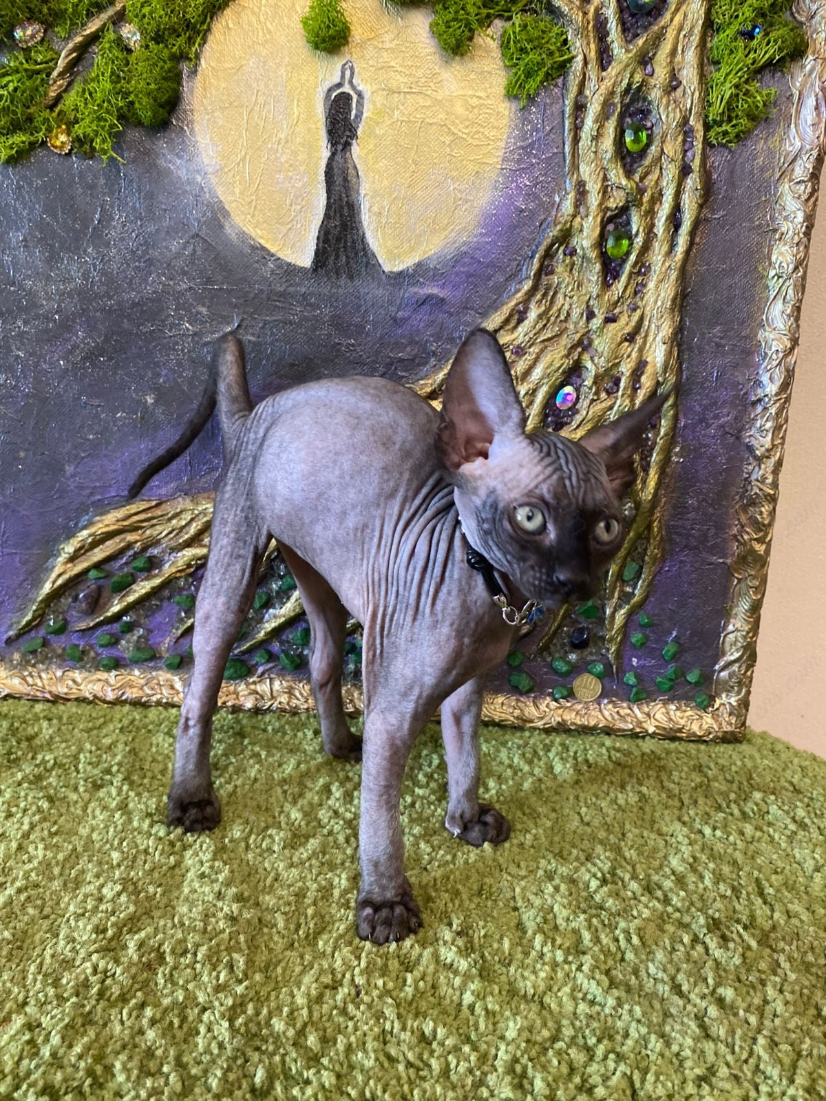 Canadian Sphynx Kitten "Adelina"