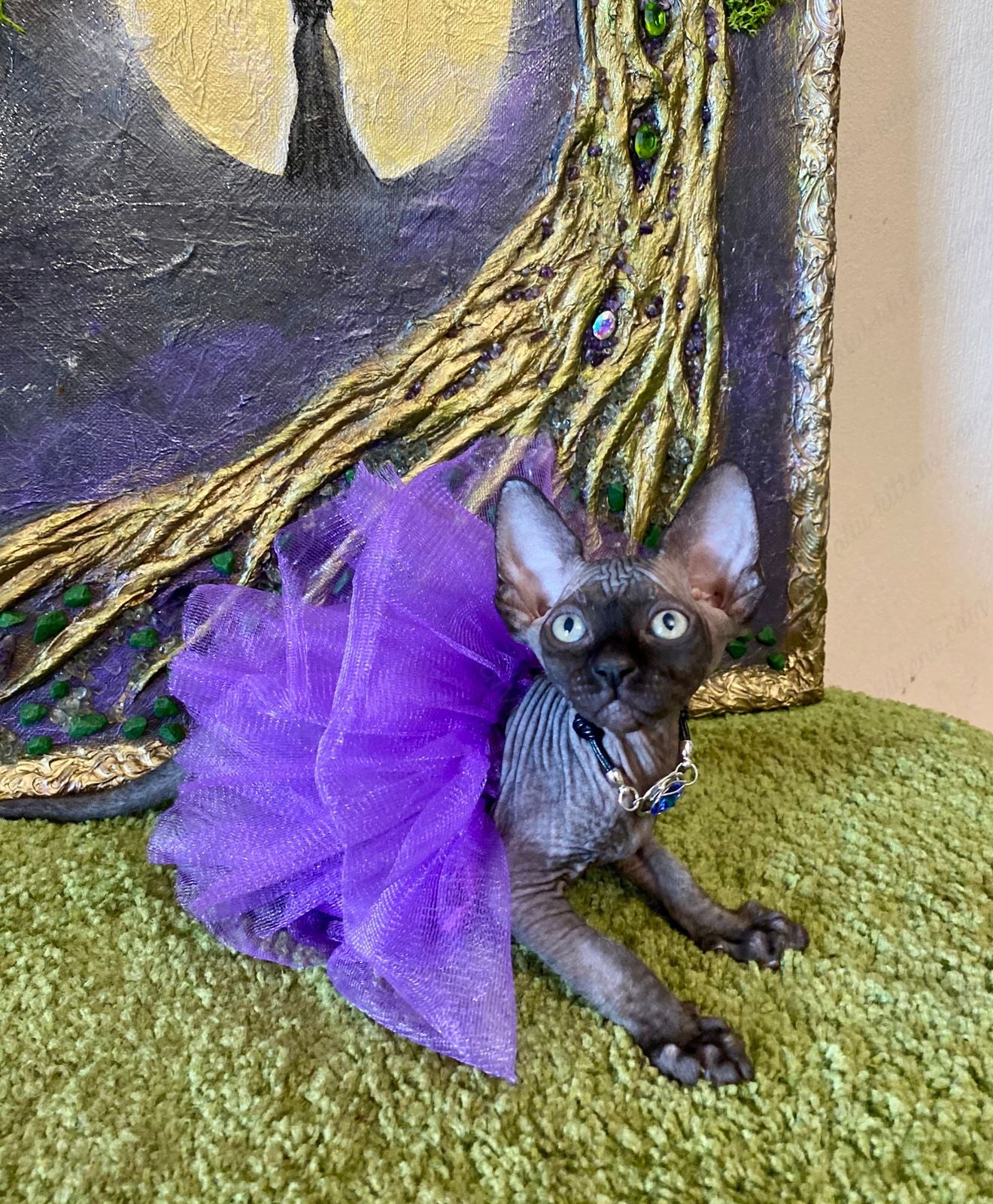Canadian Sphynx Kitten "Adelina"