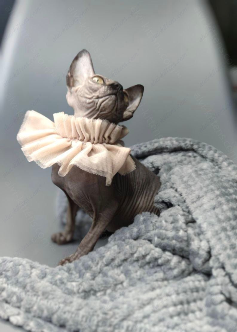 Canadian Sphynx Kitten "Davinci Vida"
