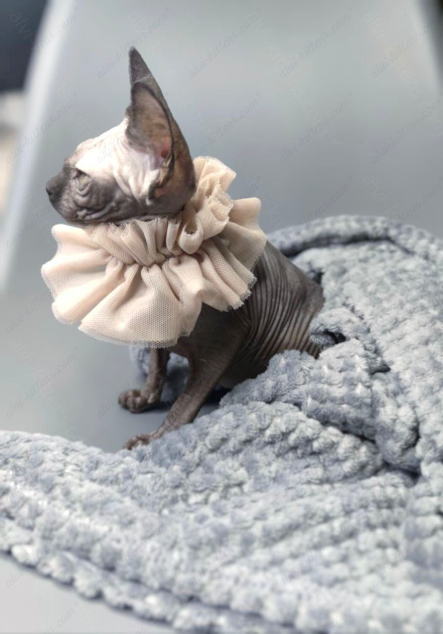 Canadian Sphynx Kitten "Davinci Vida"