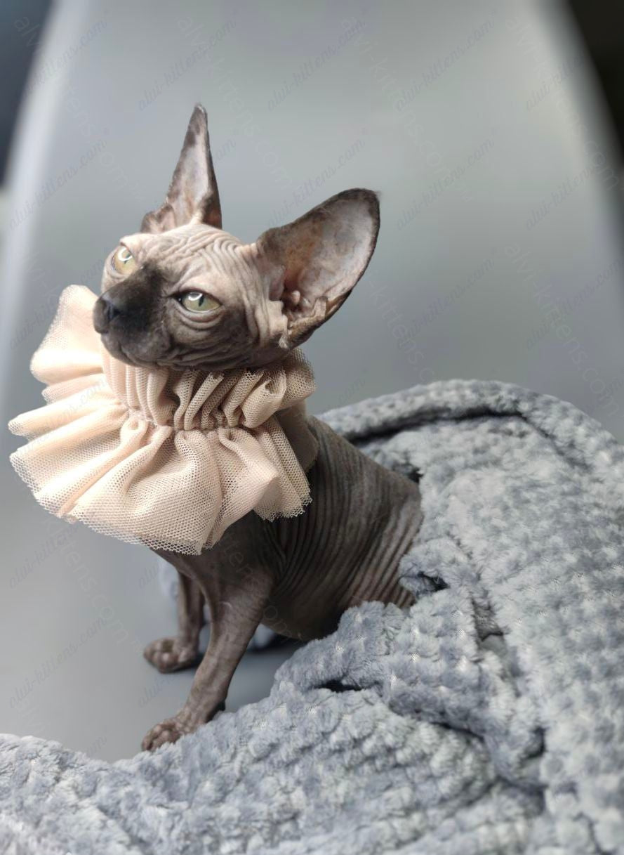 Canadian Sphynx Kitten "Davinci Vida"