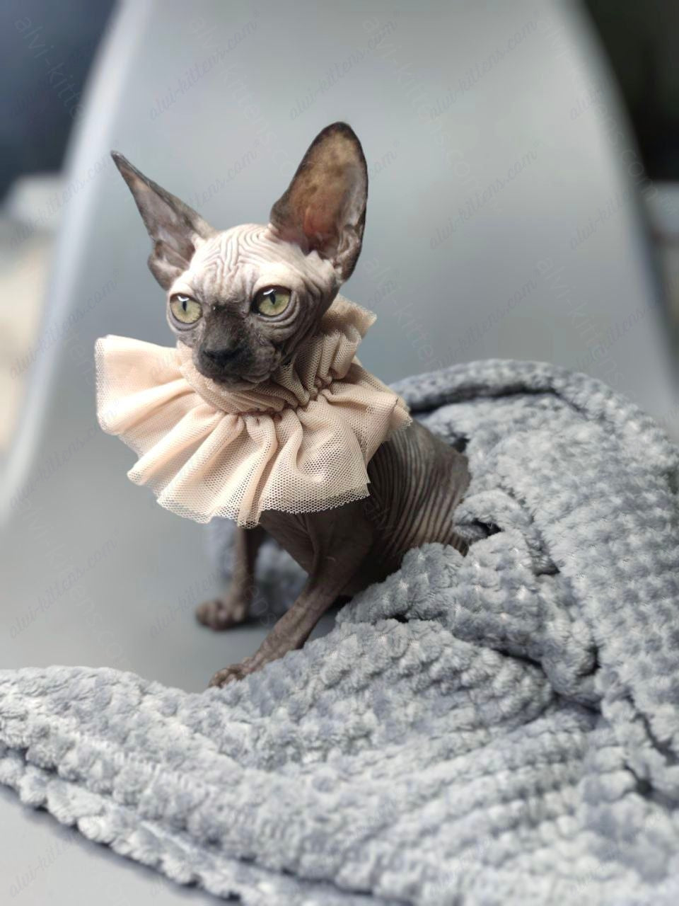 Canadian Sphynx Kitten "Davinci Vida"
