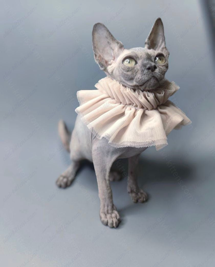Canadian Sphynx Kitten "Darly"