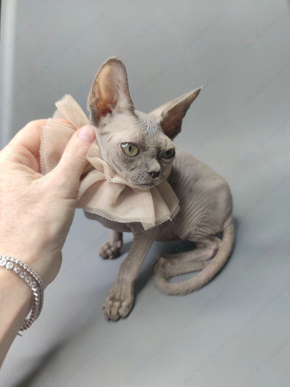 Canadian Sphynx Kitten "Darly"