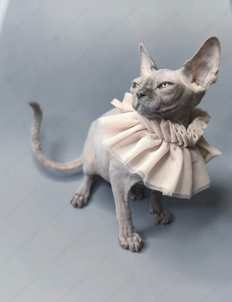 Canadian Sphynx Kitten "Darly"