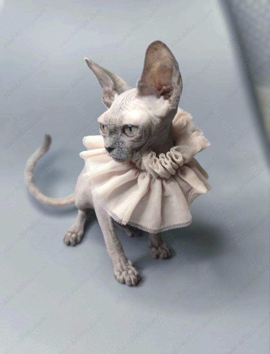 Canadian Sphynx Kitten "Darly"