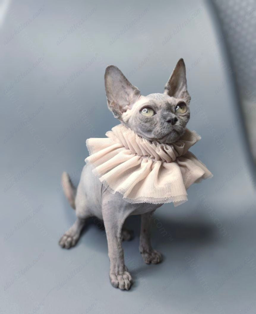 Canadian Sphynx Kitten "Darly"