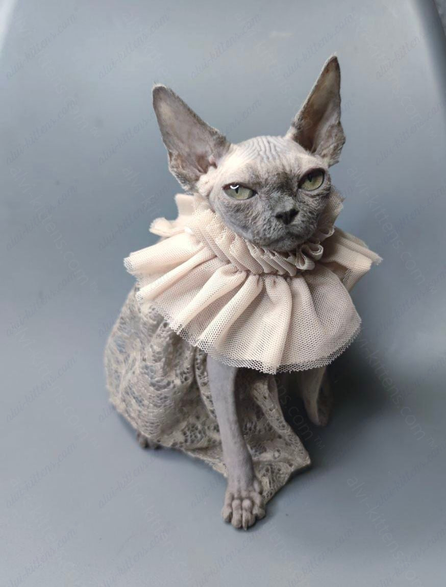 Canadian Sphynx Kitten "Darly"