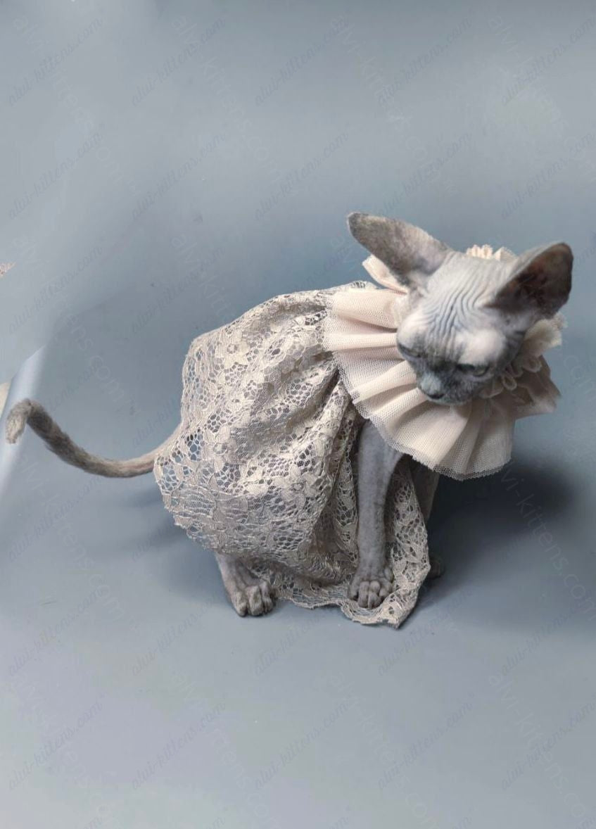 Canadian Sphynx Kitten "Darly"