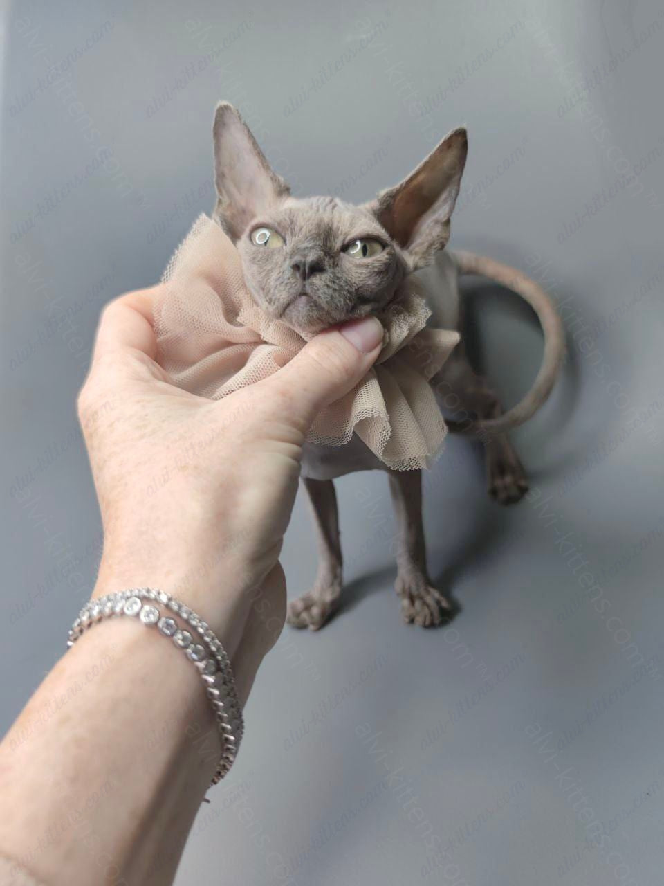 Canadian Sphynx Kitten "Darly"
