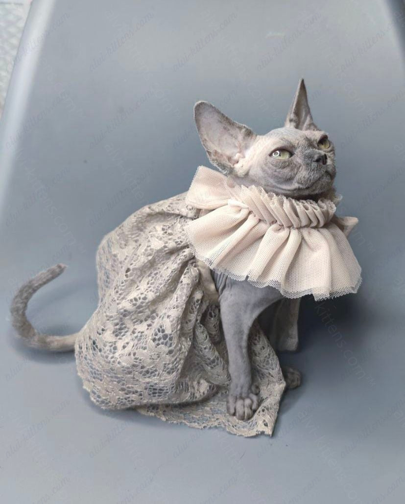 Canadian Sphynx Kitten "Darly"