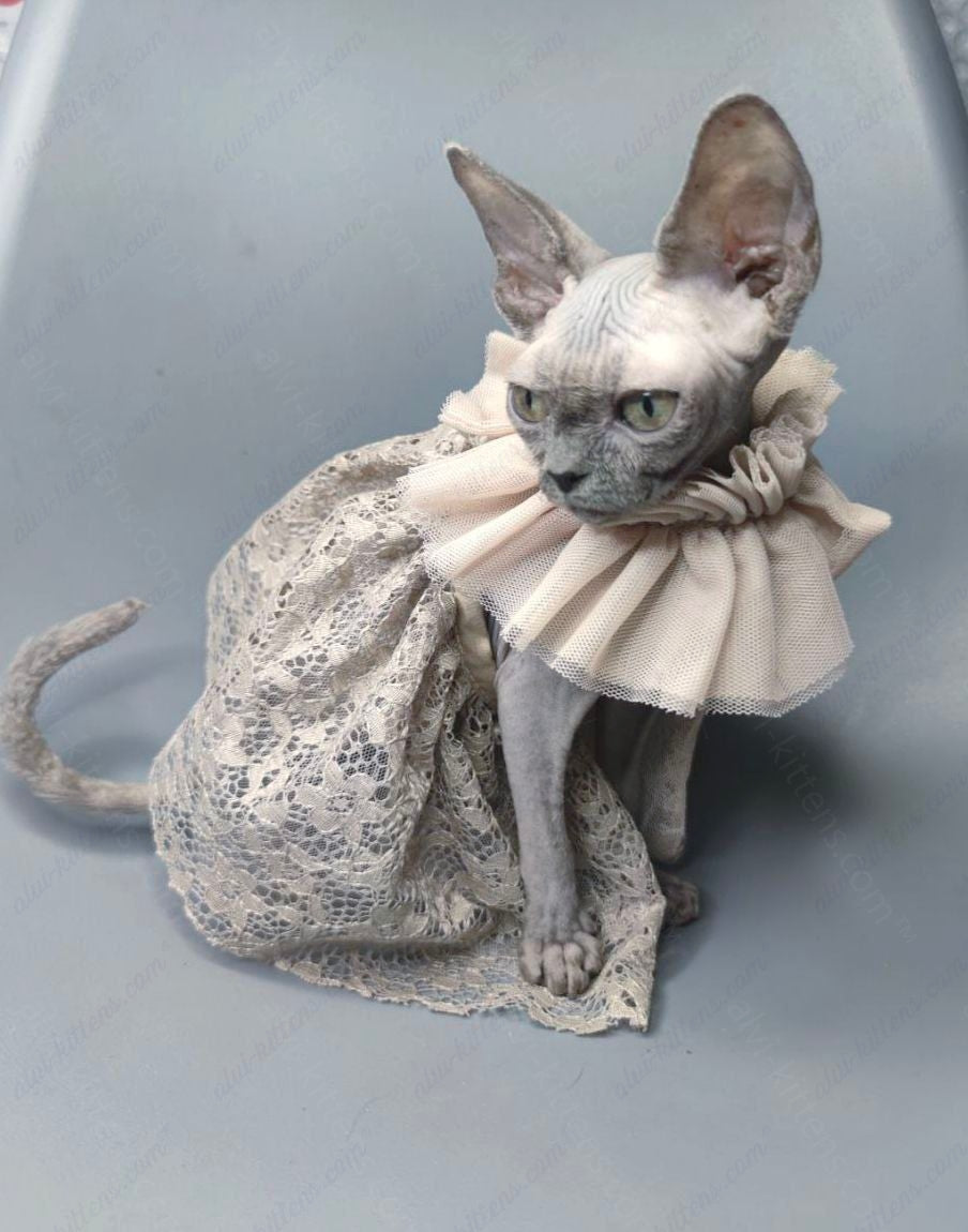 Canadian Sphynx Kitten "Darly"