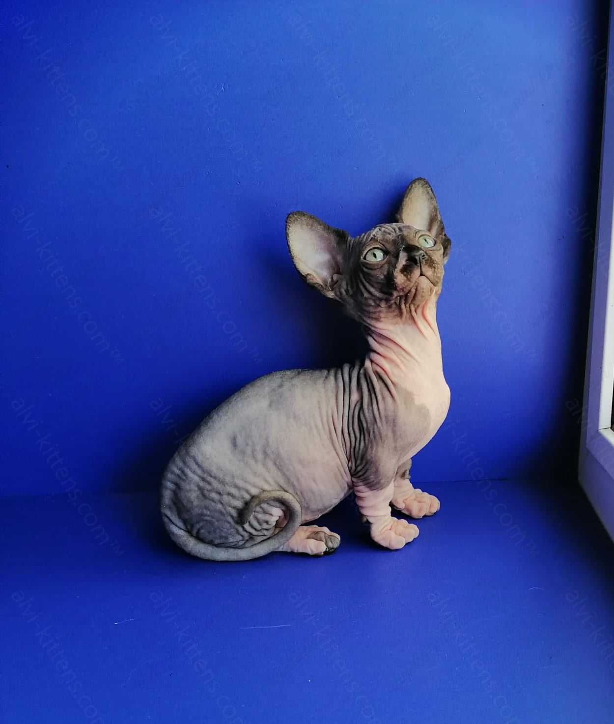 Bambino Kitten Name "Gray"