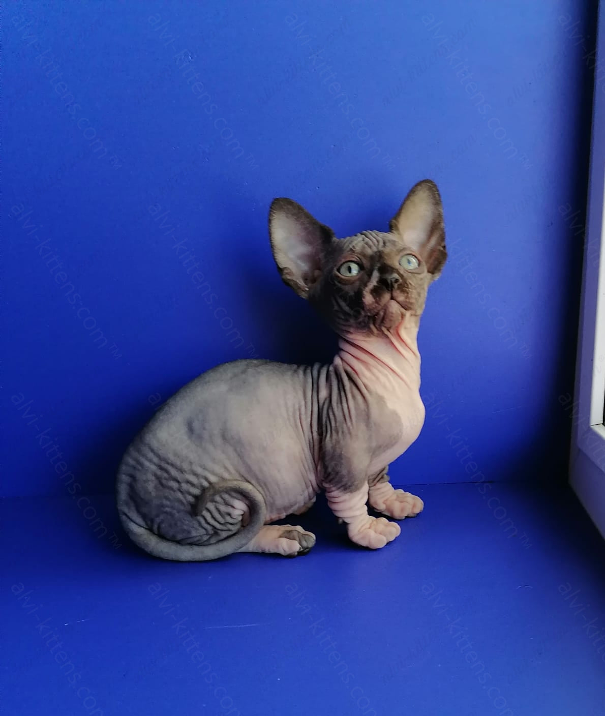 Bambino Kitten Name "Gray"