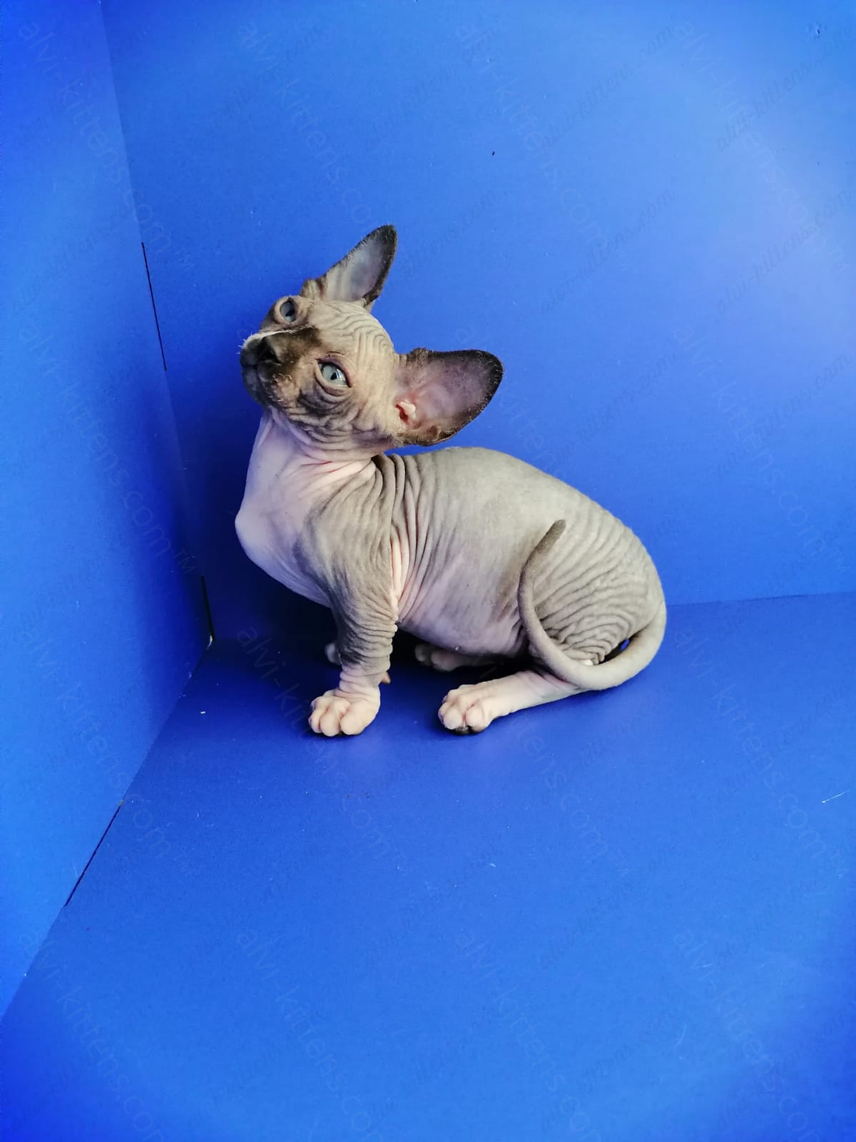 Bambino Kitten Name "Gray"