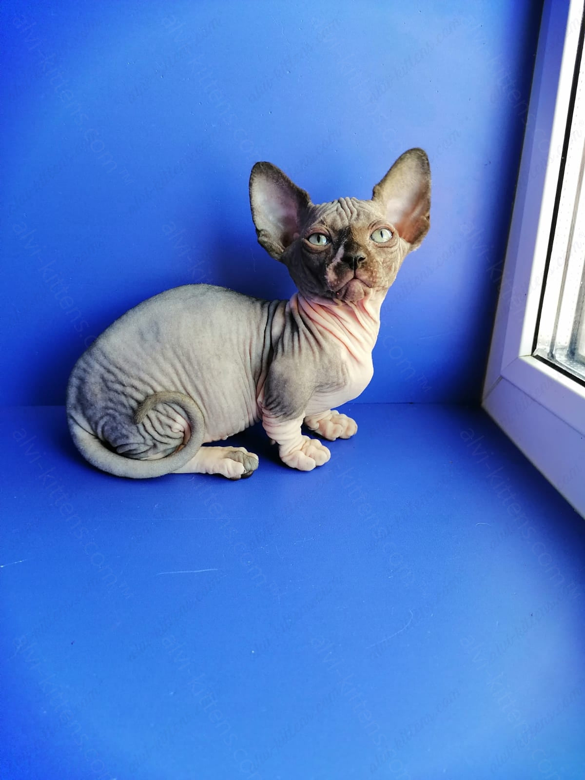 Bambino Kitten Name "Gray"