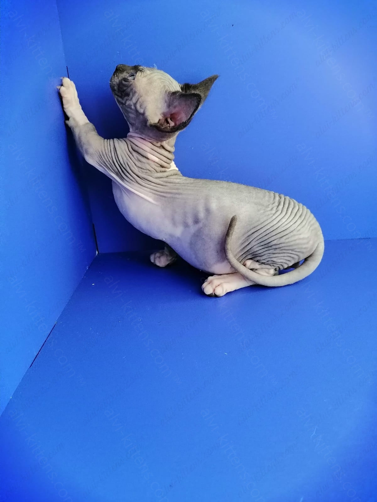 Bambino Kitten Name "Gray"