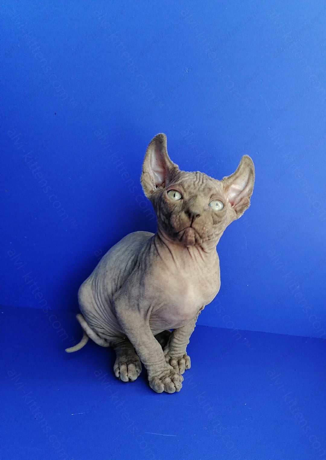 Elf kitten name "Gamlet"