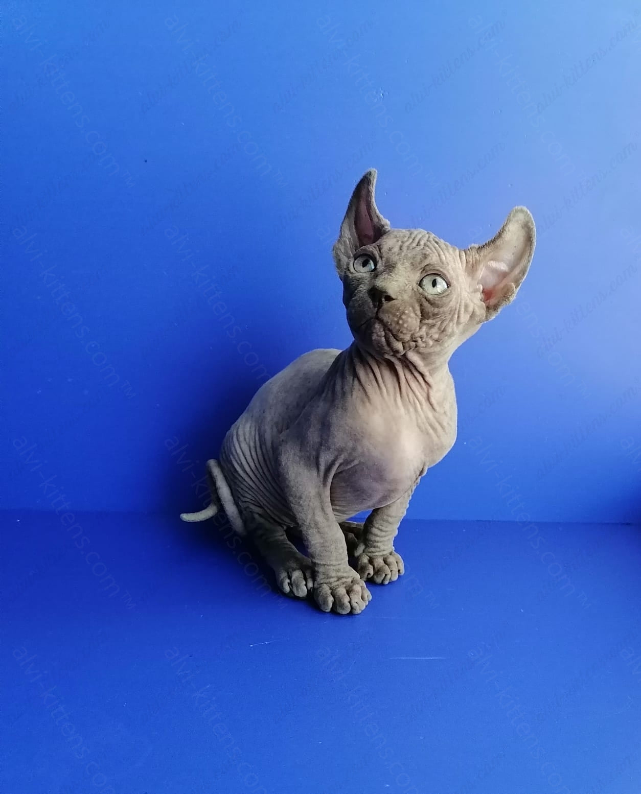 Elf kitten name "Gamlet"