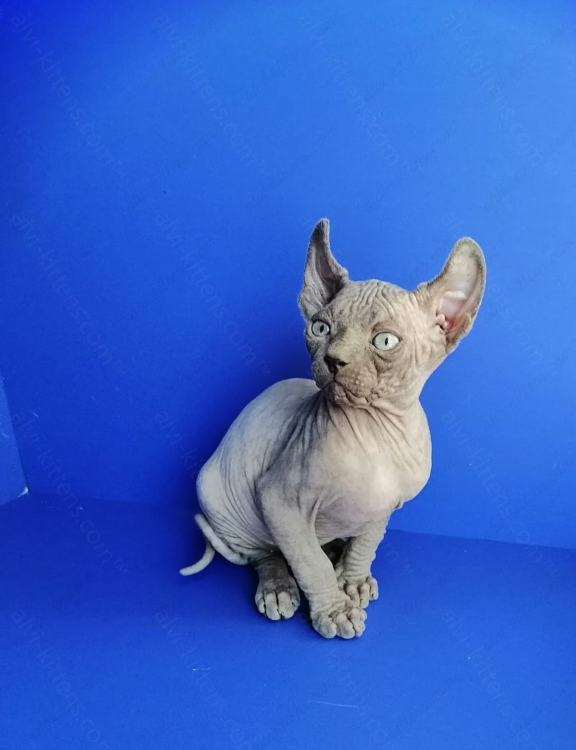 Elf kitten name "Gamlet"