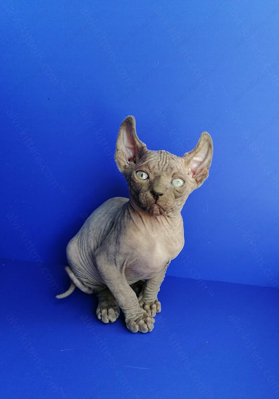Elf kitten name "Gamlet"