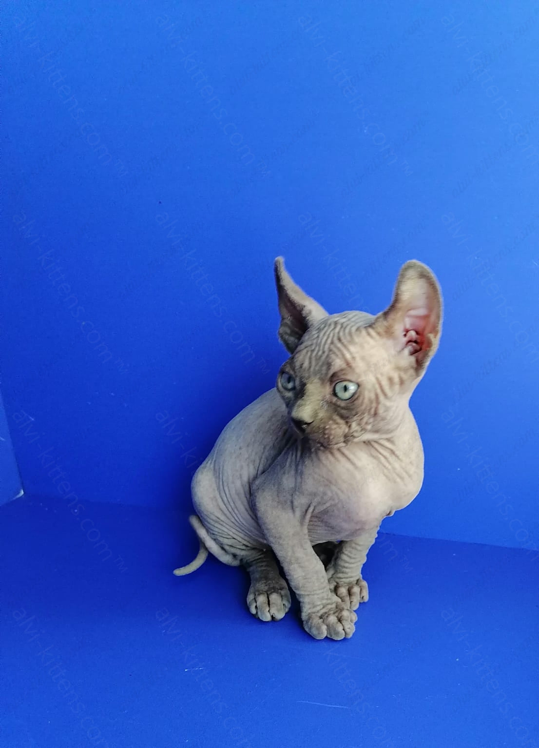 Elf kitten name "Gamlet"