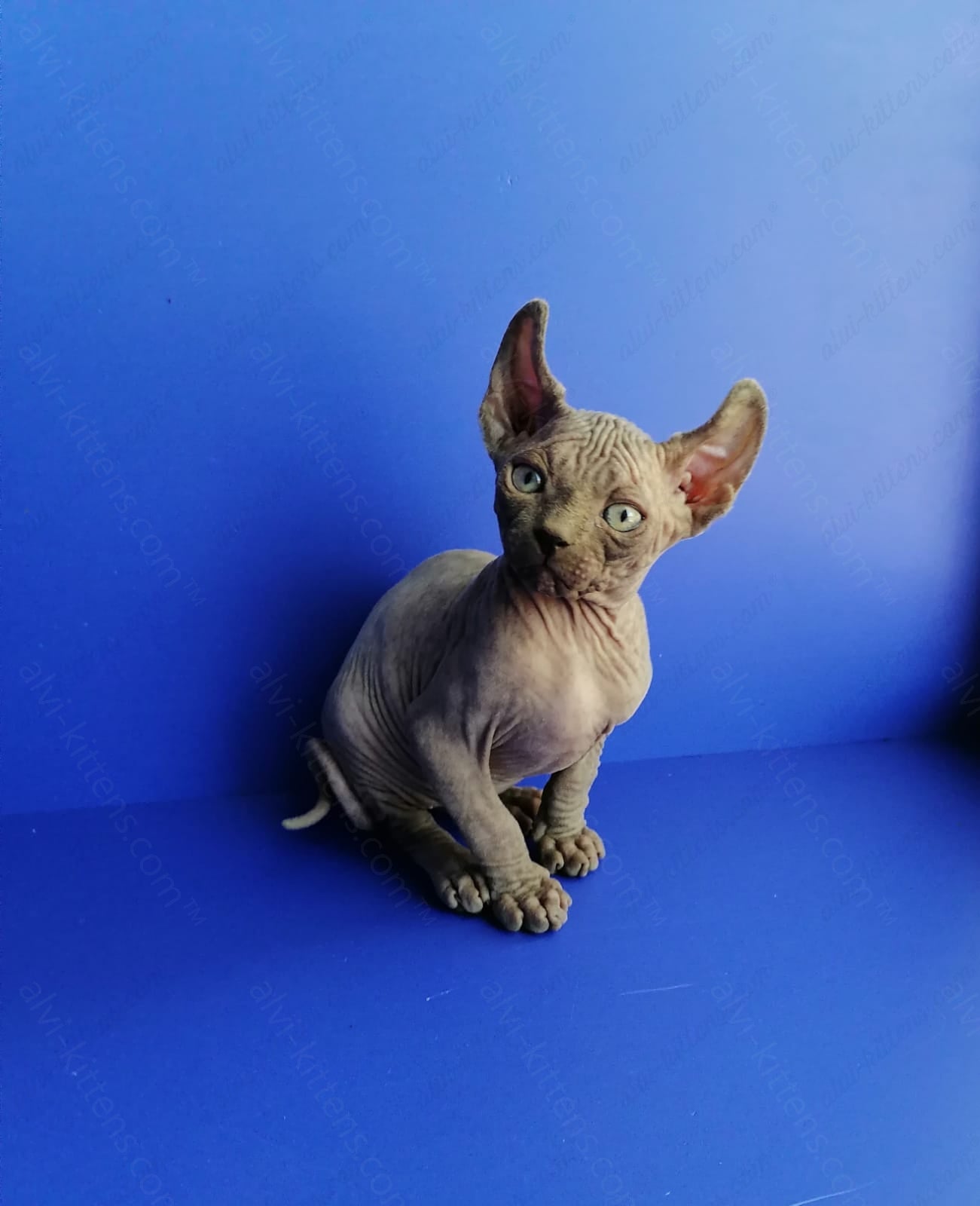 Elf kitten name "Gamlet"