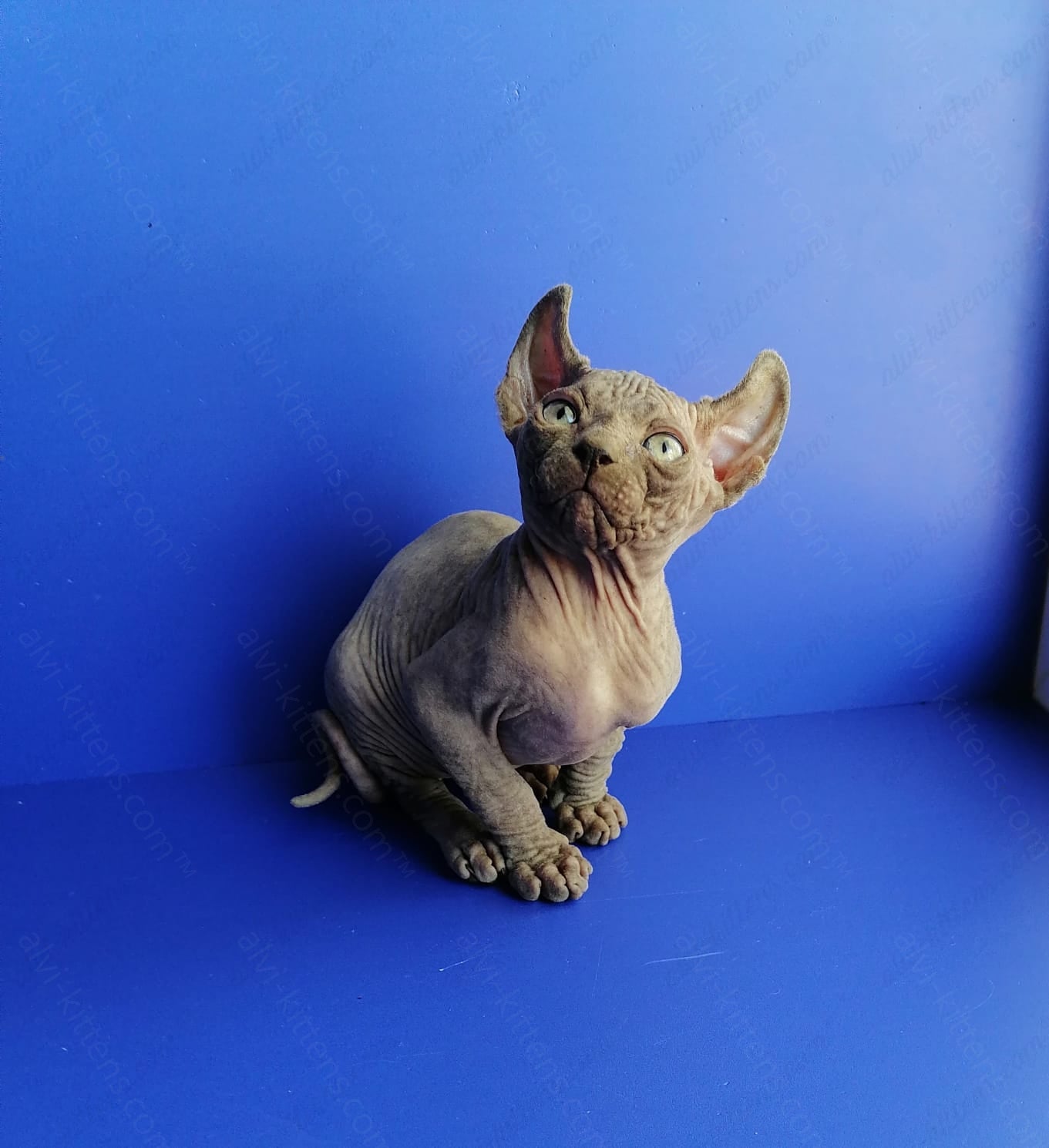 Elf kitten name "Gamlet"