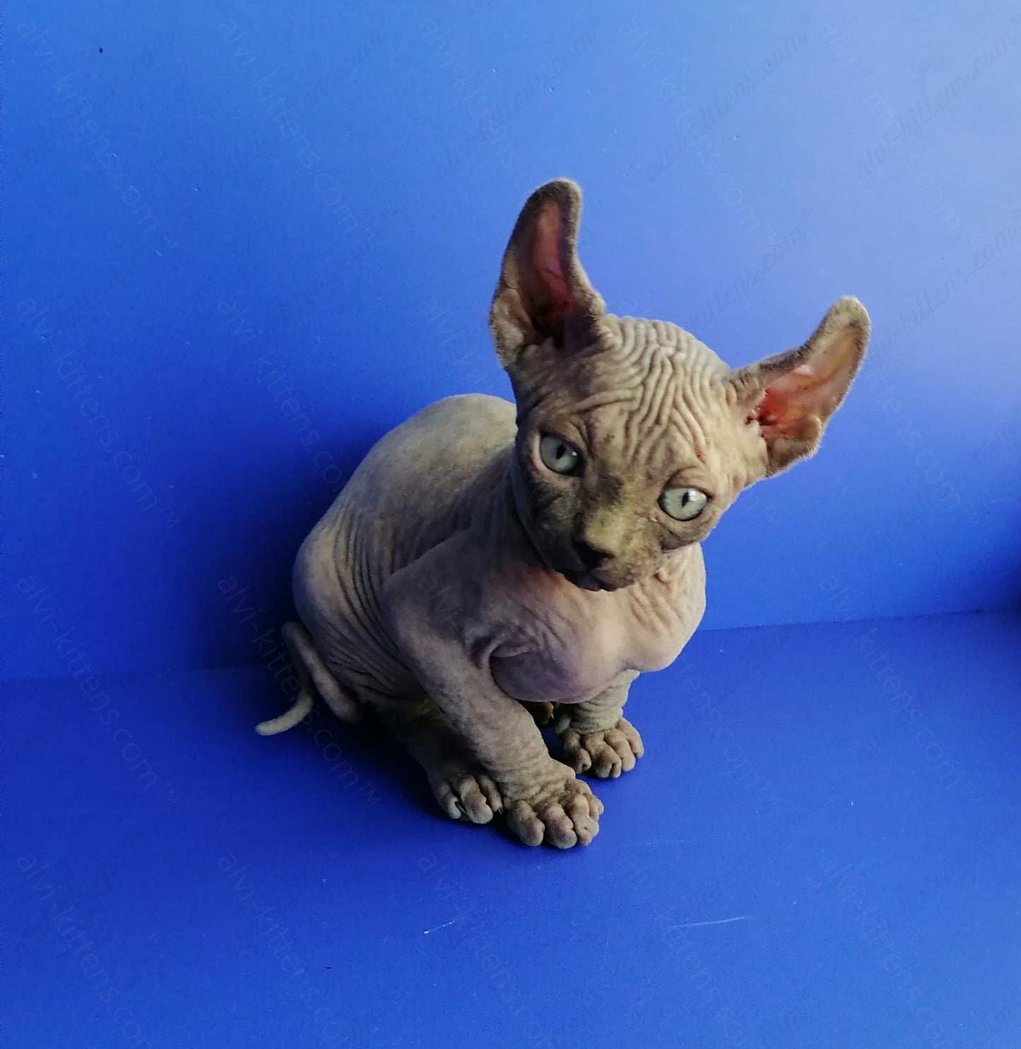 Elf kitten name "Gamlet"