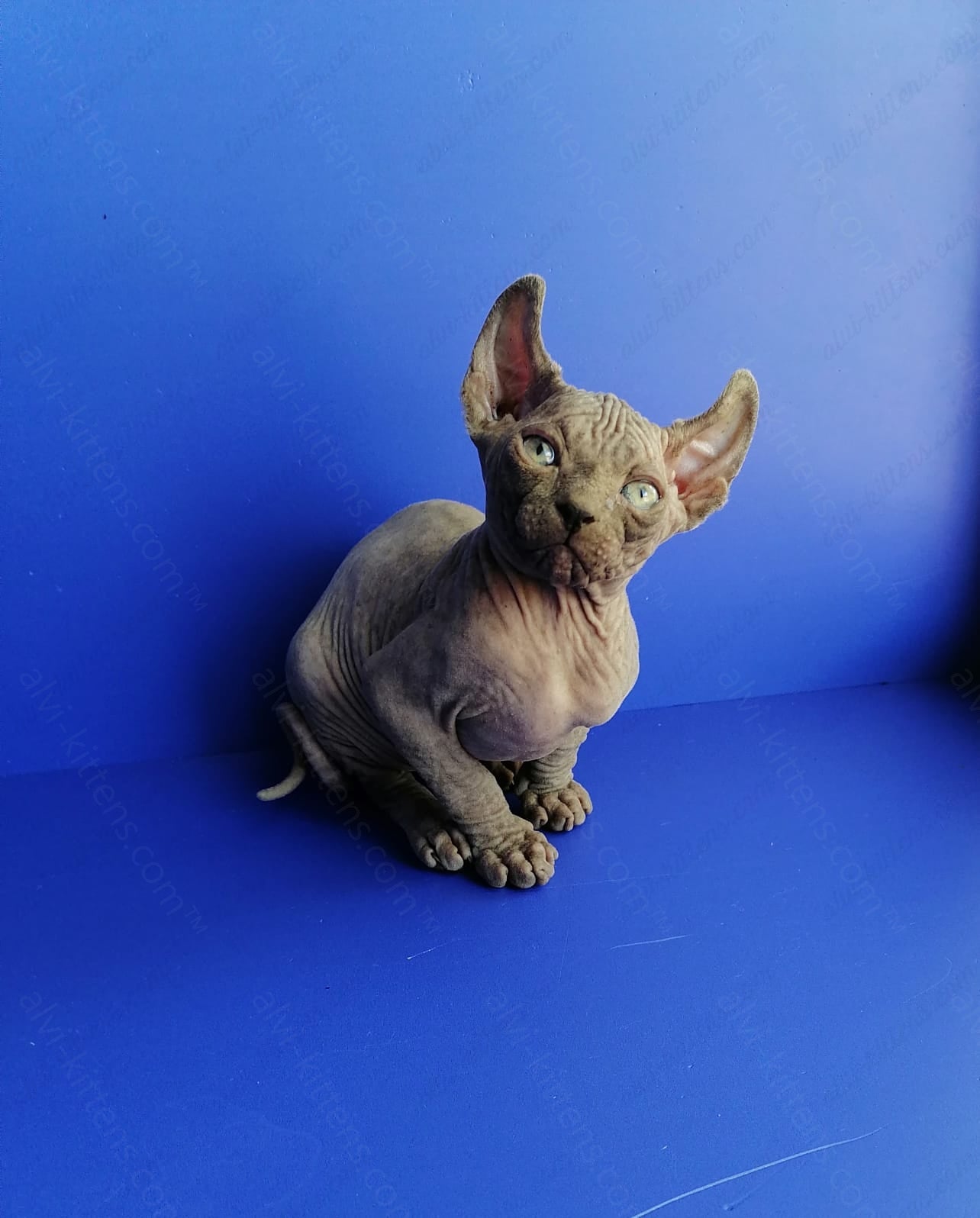 Elf kitten name "Gamlet"
