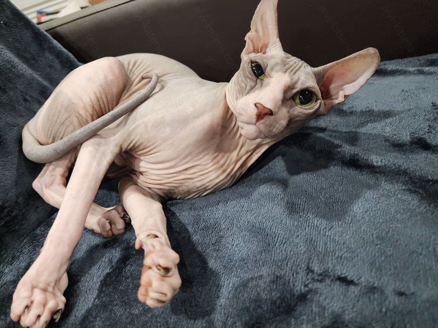 Don Sphynx "Aphrodite"   * Available NOW in Warrington *