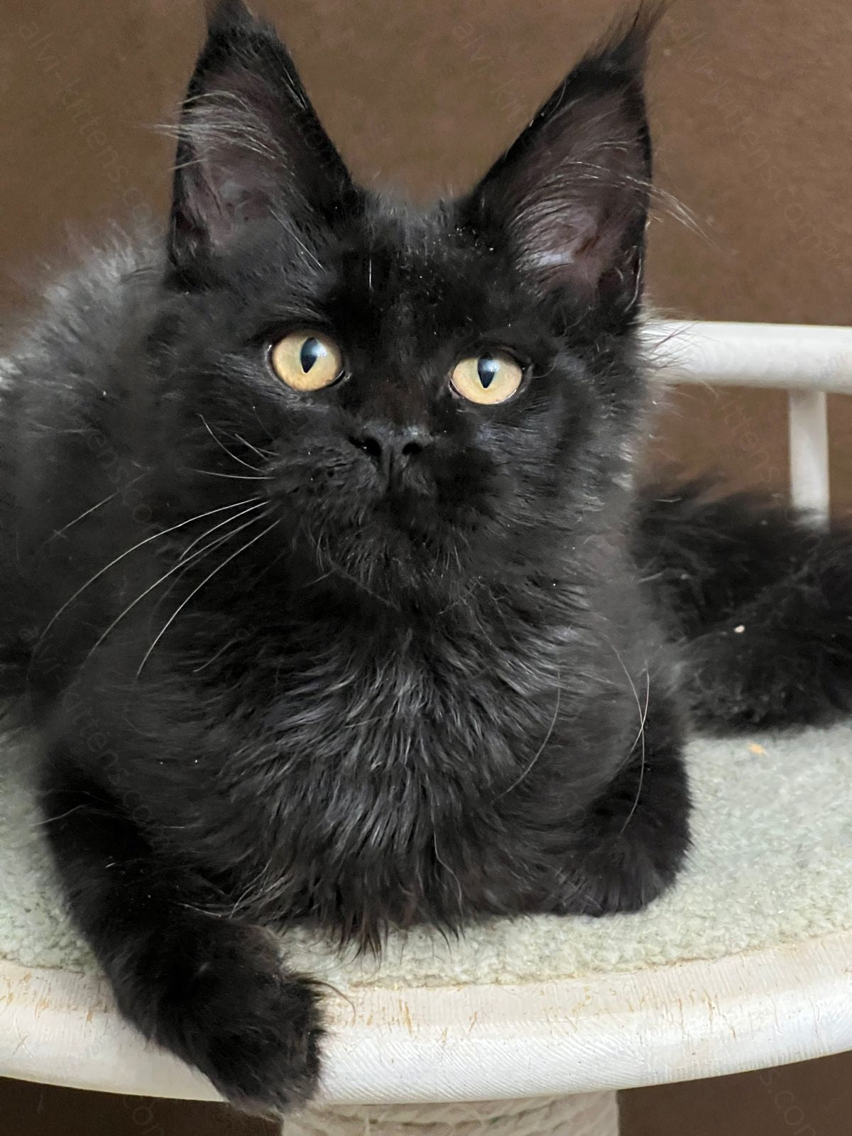 Maine Coon Kitten Name "Umbra"