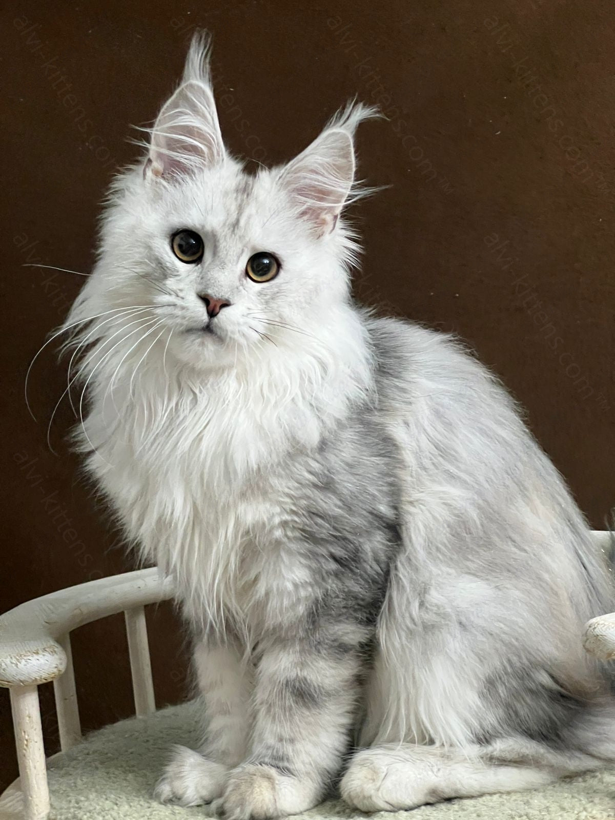 Maine Coon Kitten Name "Victor"
