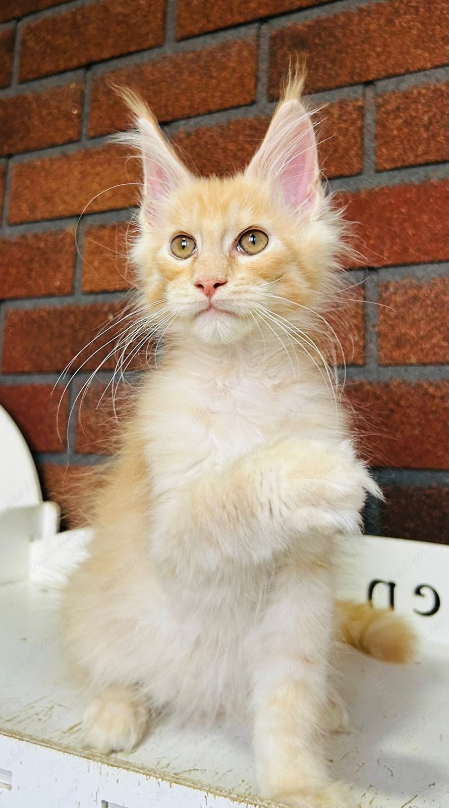 Maine Coon Kitten Name "Mcm-20"