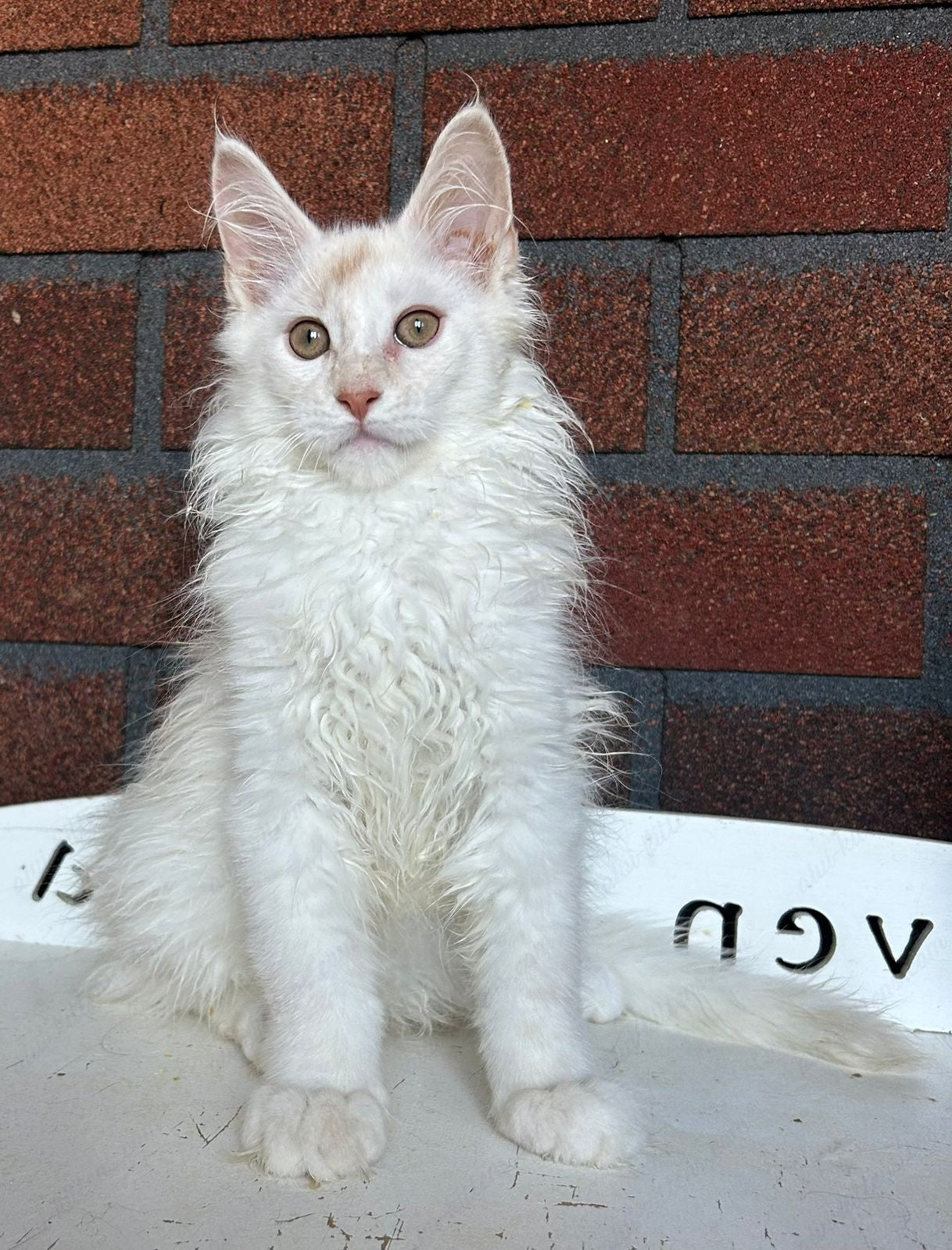 Maine Coon Kitten Name "Mcm-22"