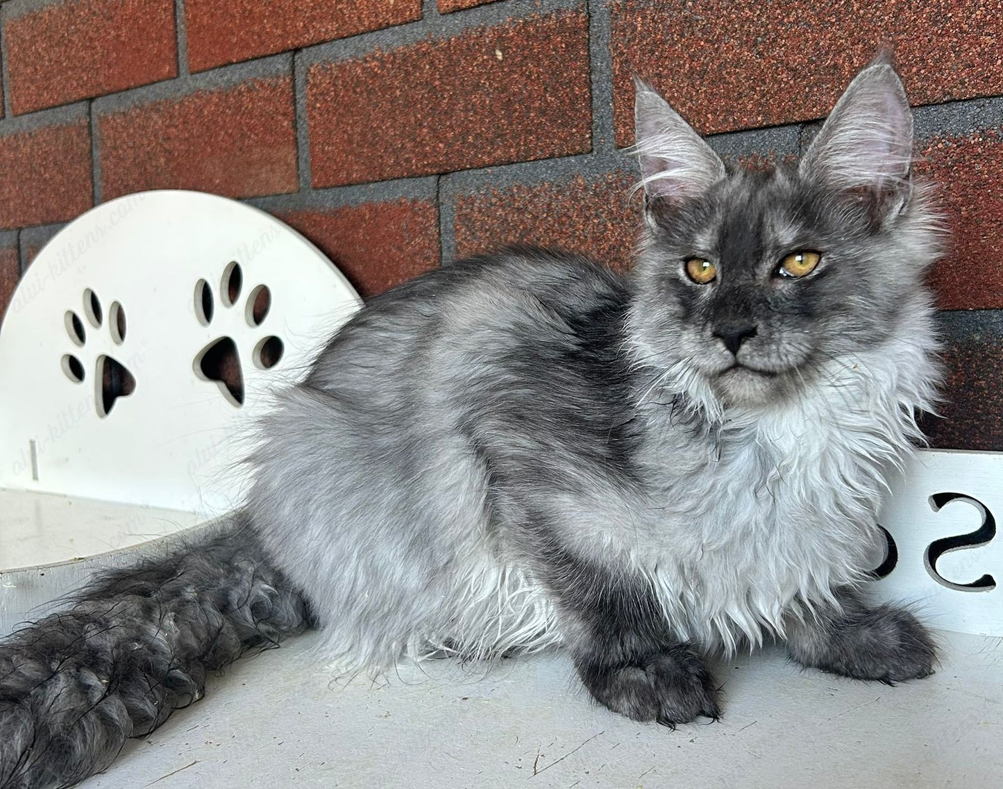 Maine Coon Kitten Name "Mcm-23"