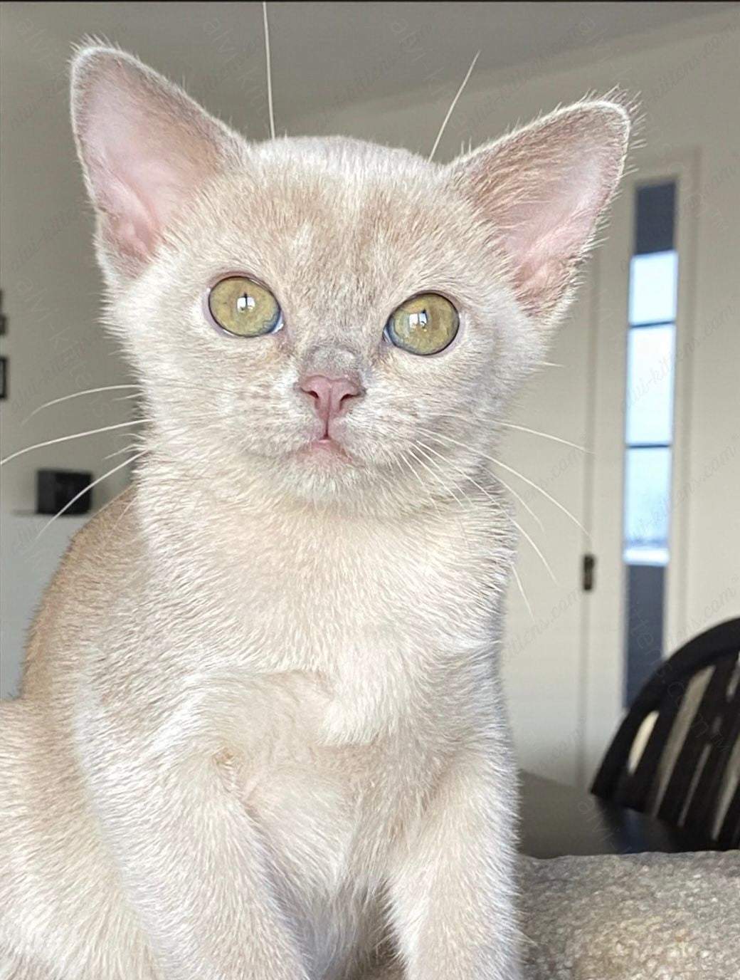Burmese Kitten Name "Linda"