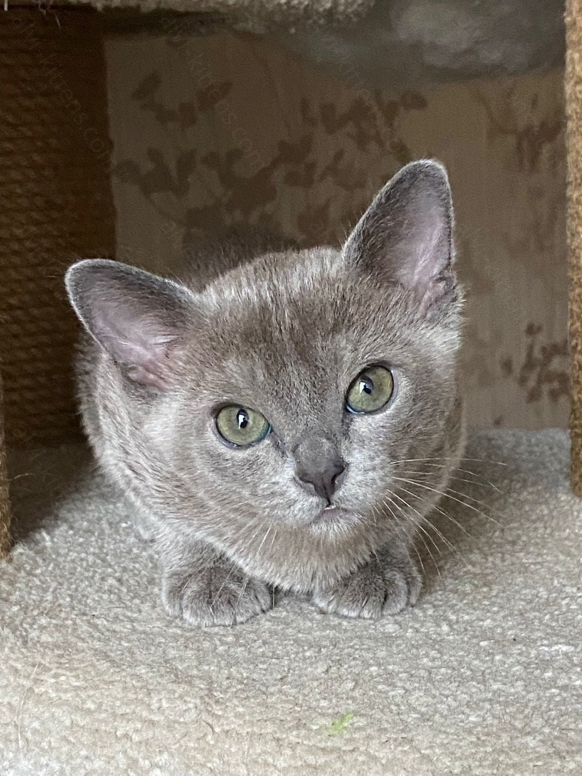 Burmese Kitten Name "Markiz"